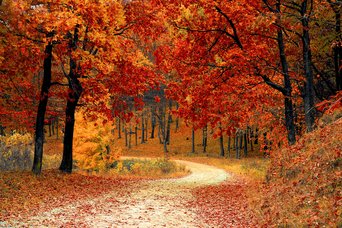 Laubbäume im Herbst mit Wanderweg.